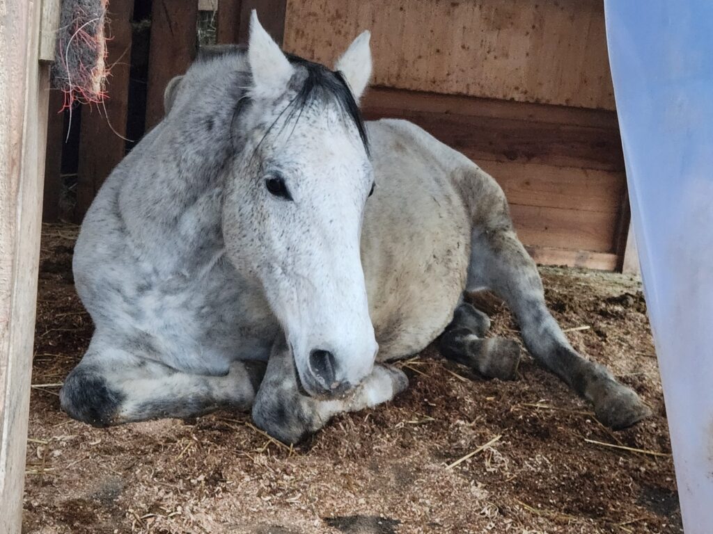 Pferd namens Pinocchio, Art Schimmel